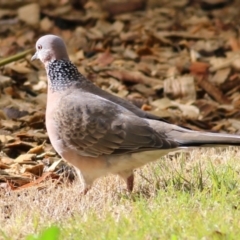 Spilopelia chinensis (Spotted Dove) at Wodonga, VIC - 3 Jul 2021 by KylieWaldon