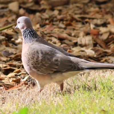 Spilopelia chinensis (Spotted Dove) at Wodonga, VIC - 3 Jul 2021 by Kyliegw