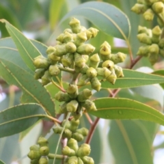 Unidentified Gum Tree at Wodonga, VIC - 3 Jul 2021 by Kyliegw