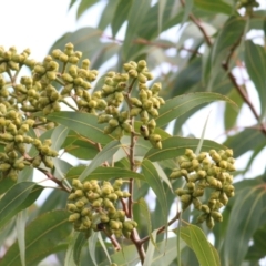 Corymbia eximia at Belvoir Park - 3 Jul 2021 10:57 AM