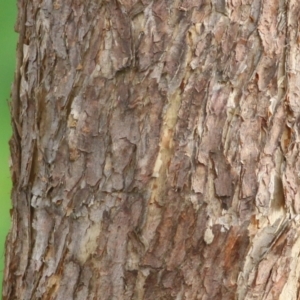 Corymbia eximia at Belvoir Park - 3 Jul 2021