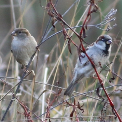 Passer domesticus (House Sparrow) at Belvoir Park - 3 Jul 2021 by Kyliegw