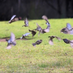 Passer domesticus at Wodonga, VIC - 3 Jul 2021 10:47 AM