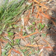 Portulaca oleracea at Wamboin, NSW - 12 Mar 2021