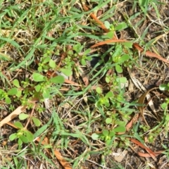 Portulaca oleracea at Wamboin, NSW - 12 Mar 2021