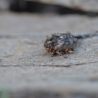 Curculionidae (family) (Unidentified weevil) at Wamboin, NSW - 14 Mar 2021 by natureguy