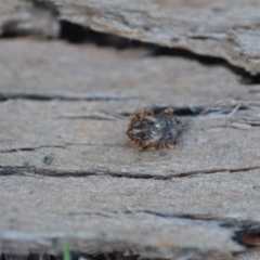 Curculionidae (family) at Wamboin, NSW - 14 Mar 2021