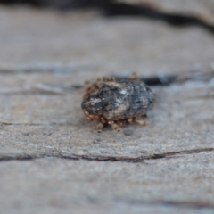 Curculionidae (family) at Wamboin, NSW - 14 Mar 2021