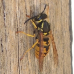 Vespula germanica (European wasp) at Pollinator-friendly garden Conder - 6 Mar 2021 by michaelb