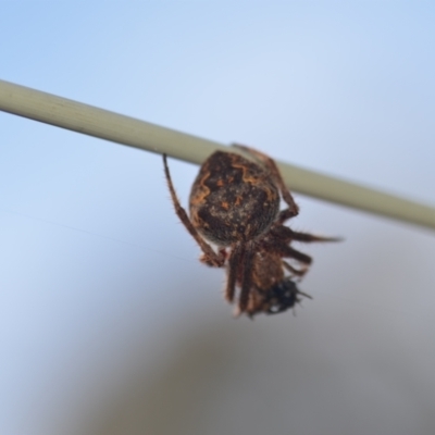 Araneinae (subfamily) (Orb weaver) at Wamboin, NSW - 8 Apr 2021 by natureguy