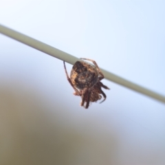 Araneinae (subfamily) at Wamboin, NSW - 8 Apr 2021 01:27 PM