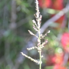 Echinochloa crus-galli (Barnyard Grass) at Wamboin, NSW - 8 Apr 2021 by natureguy