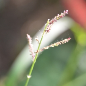 Echinochloa crus-galli at Wamboin, NSW - 8 Apr 2021 01:30 PM