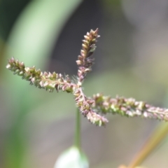 Echinochloa crus-galli at Wamboin, NSW - 8 Apr 2021