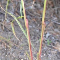 Echinochloa crus-galli at Wamboin, NSW - 8 Apr 2021 01:30 PM