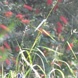 Echinochloa crus-galli at Wamboin, NSW - 8 Apr 2021 01:30 PM