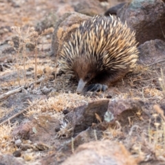 Tachyglossus aculeatus (Short-beaked Echidna) at Tuggeranong DC, ACT - 21 Dec 2019 by George