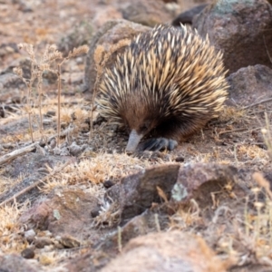 Tachyglossus aculeatus at Tuggeranong DC, ACT - 21 Dec 2019 07:00 AM