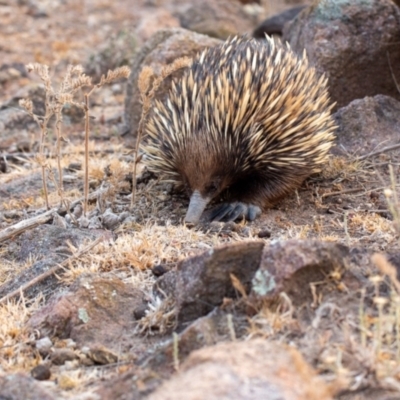 Tachyglossus aculeatus (Short-beaked Echidna) at Tuggeranong DC, ACT - 20 Dec 2019 by George