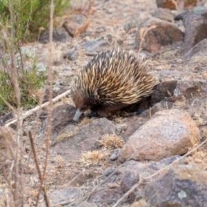 Tachyglossus aculeatus at Tuggeranong DC, ACT - 21 Dec 2019