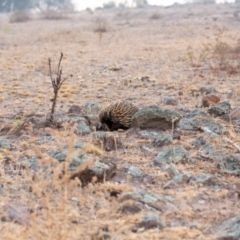 Tachyglossus aculeatus at Tuggeranong DC, ACT - 21 Dec 2019 07:00 AM