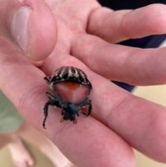 Trichaulax philipsii (Grey-furrowed rose chafer) at Batemans Marine Park - 27 Jan 2021 by Tapirlord