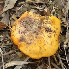 Cortinarius sp. (Cortinarius) at Holt, ACT - 24 May 2021 by drakes