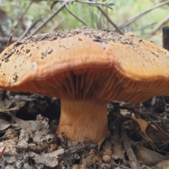 Cortinarius sp. at Holt, ACT - 24 May 2021