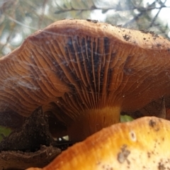 Cortinarius sp. at Holt, ACT - 24 May 2021