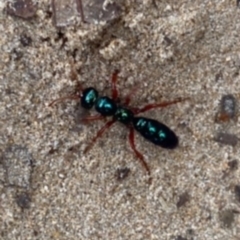 Diamma bicolor (Blue ant, Bluebottle ant) at Broulee, NSW - 4 Jul 2021 by Tapirlord