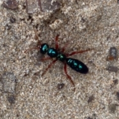 Diamma bicolor (Blue ant, Bluebottle ant) at Batemans Marine Park - 4 Jul 2021 by Tapirlord