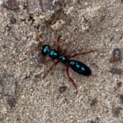 Diamma bicolor (Blue ant, Bluebottle ant) at Batemans Marine Park - 4 Jul 2021 by Tapirlord