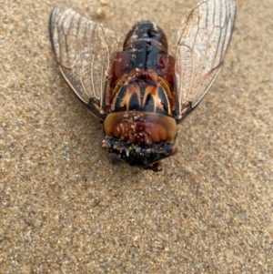 Thopha saccata at Batemans Marine Park - 27 Jan 2021 03:26 PM