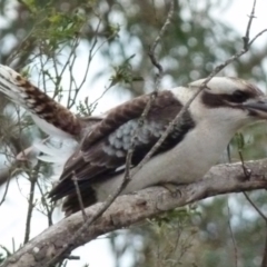 Dacelo novaeguineae (Laughing Kookaburra) at Boro, NSW - 1 Jul 2021 by Paul4K