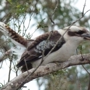 Dacelo novaeguineae at Boro, NSW - 1 Jul 2021