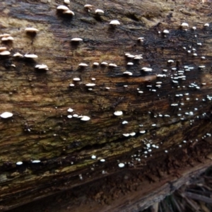 Panellus pusillus at Boro, NSW - suppressed