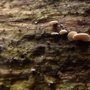 Panellus pusillus at Boro, NSW - suppressed