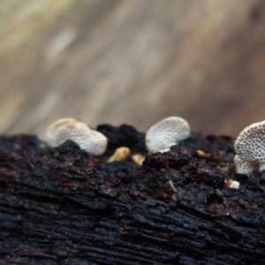 Panellus pusillus at Boro, NSW - suppressed