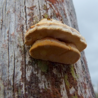 Laetiporus portentosus (White Punk) at Boro, NSW - 2 Jul 2021 by Paul4K