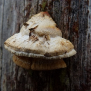 Laetiporus portentosus at Boro, NSW - 2 Jul 2021