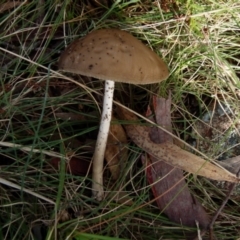 Unverified Fungus by Paul4K