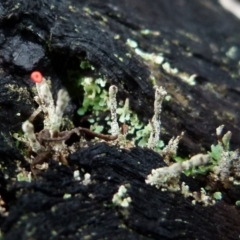 Cladonia sp. (genus) (Cup Lichen) at Boro, NSW - 3 Jul 2021 by Paul4K