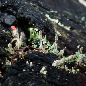 Cladonia sp. (genus) at Boro, NSW - 3 Jul 2021