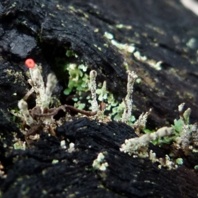 Cladonia sp. (genus) (Cup Lichen) at Boro, NSW - 3 Jul 2021 by Paul4K