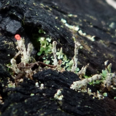 Cladonia sp. (genus) (Cup Lichen) at QPRC LGA - 2 Jul 2021 by Paul4K