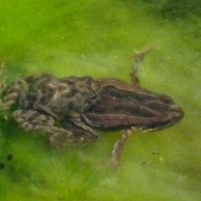 Crinia signifera (Common Eastern Froglet) at Boro - 2 Jul 2021 by Paul4K
