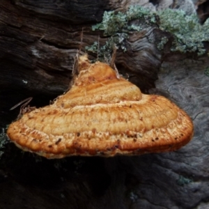 Truncospora ochroleuca at Boro, NSW - 3 Jul 2021 09:27 AM