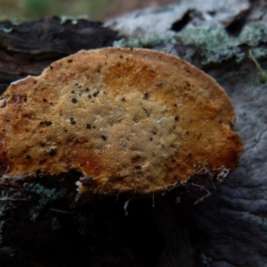 Truncospora ochroleuca at Boro, NSW - 3 Jul 2021