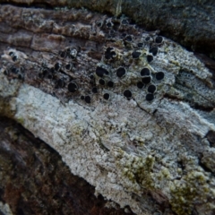 Lichen - crustose at Boro, NSW - 3 Jul 2021 by Paul4K