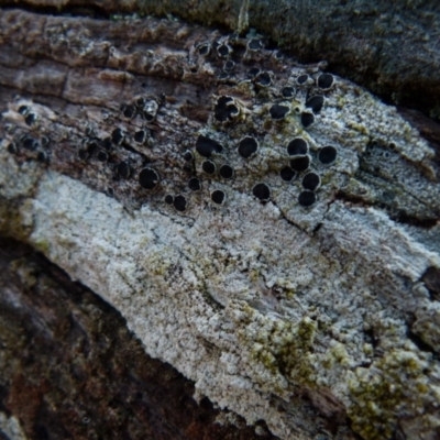 Lichen - crustose at QPRC LGA - 2 Jul 2021 by Paul4K